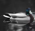 Black and White with Color Duck in the Water