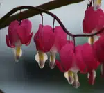 Pink Flowers Hanging Down in Summer