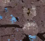 Cherry Tree Blossoms in Springtime