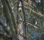 Lush Green Moss Adorning Ancient Forest Trees