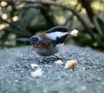 Charming chickadee bird perched on pillar