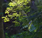 Illuminated Bush in the Enchanted Forest at Day