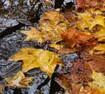 Colorful Fall Leaves Floating on Calm Water Surface