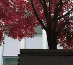 Vibrant Red Leaves in the Heart of Vancouver