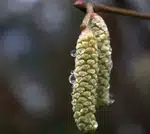 Fresh Green Shoots Emerging from the Tree