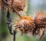 Dried Burs in Stanley Park's Natural Landscape