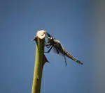 Dragonfly Perched on a Rose Stem