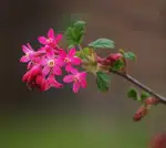 Small Pink Flowers with Shallow Depth of Field