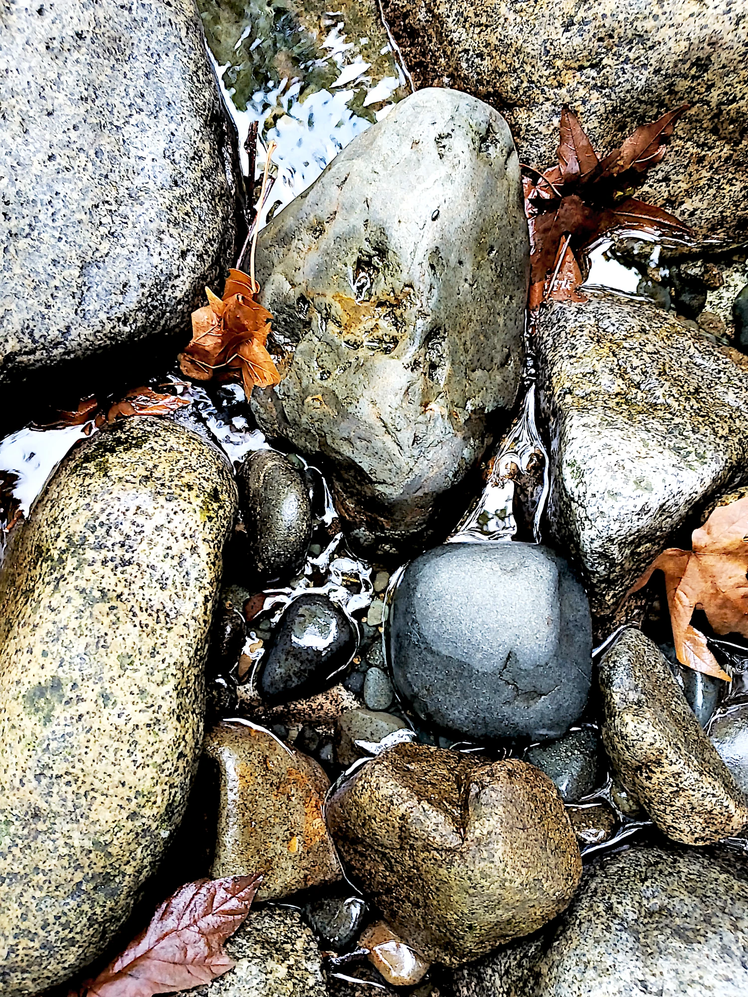Close-up image of smooth and textured creek rocks surrounded by autumn leaves and glistening water in Holland Creek.